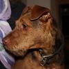 Philippa Church's Patterdale Terrier - Bacon