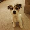 Romy Howlett's Jack Russell Terrier - Milo
