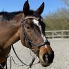 Faye Bailey's Thoroughbred - Willow