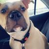 Paige Fuller's American Staffordshire Terrier - Scooby