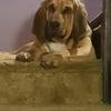 Kim Massey's Bloodhound - Royal
