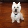 Sharon Monaghan's West Highland White Terrier - Hamish