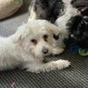 Julie Chesters's Maltese - Pippa