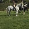 Becki Wells's Irish Sport Horse - Tilly