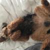 Deby Bull's Welsh Terrier - Ralphie