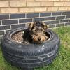 Hayley Large's Welsh Terrier - Charlie