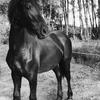 T Burnett's Friesian Horse - Amira
