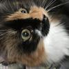 Carrie Hornal's British Domestic Longhair - Gizmo
