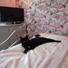 Gina Moore's Domestic longhair cat - Serendipity Rose