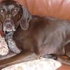 Christine Blade's German Shorthaired Pointer - Penny