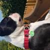 Jane Hill's Boston Terrier - Mavis