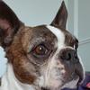 Jane Hill's Boston Terrier - Winjie