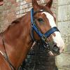 Amy Houghton's Hanoverian Horse - Bentley