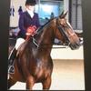 Patricia Boxall's Irish Sport Horse - Just Toby