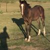 Livvy Osborne's Irish Sport Horse - Lockie
