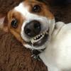 Jacqui Sawyer's Jack Russell Terrier - Hector