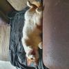 Rachel Greensides's Domestic longhair cat - Belle