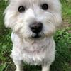 Bobby Eadie's West Highland White Terrier - Bobby