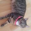 Aimee Starkey's Domestic longhair cat - Beau