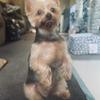 ian yashpal's Yorkshire Terrier - Toby