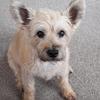 Linda Goodwin's Cairn Terrier - Tilly