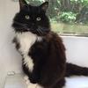 Lawrence Meilack's Domestic longhair cat - Billy