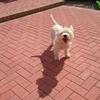 Sandra Silke's West Highland White Terrier - Cal