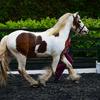 Lisa Lawrence's Gypsy Vanner Horse - Gatsby
