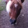 Sara Newport's Shetland Pony - Jimmy