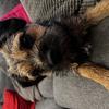 Rodney Cheshire's Border Terrier - Biddy