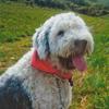 Jenny Nunn's Old English Sheepdog - Dottie