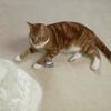 Shaneen Rogers's Domestic longhair cat - Houdini