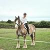 Sharon Cooke's Clydesdale Horse - Ruby