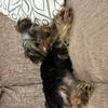 Patsy Rudkin's Yorkshire Terrier - Ruby