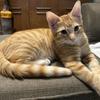 Leigh-Ann Doggett's Domestic longhair cat - Dex