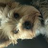 Karen Goodison's Yorkshire Terrier - Daisy