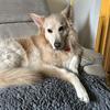 sarah mackrell's German Shepherd Dog (Alsatian) - Merlin