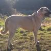 Cerise Banwell's Anatolian Shepherd Dog - Gina