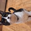 Jackie Jancek's Domestic longhair cat - Amari