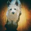 Dawn Falconer-Smith's West Highland White Terrier - Hamish