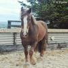 [REDACTED] [REDACTED]'s Clydesdale Horse - Murphy