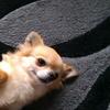 Gaby Mackerrall's Chihuahua - Missi