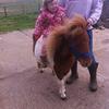 Clare Nicholson's Shetland Pony - Woolie