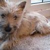 [REDACTED] [REDACTED]'s Cairn Terrier - Paddy