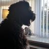Susan Clarkson's Kerry Blue Terrier - Tommy