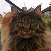 Claire Beckert's Maine Coon - Coco Chanel