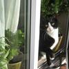 Sharon  Crossland's Domestic longhair cat - Sox