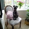 [REDACTED] [REDACTED]'s Patterdale Terrier - Chloe