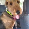 Jane Nevin's Airedale Terrier - Rea