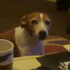 Sylvia Mallion's Jack Russell Terrier - Molly